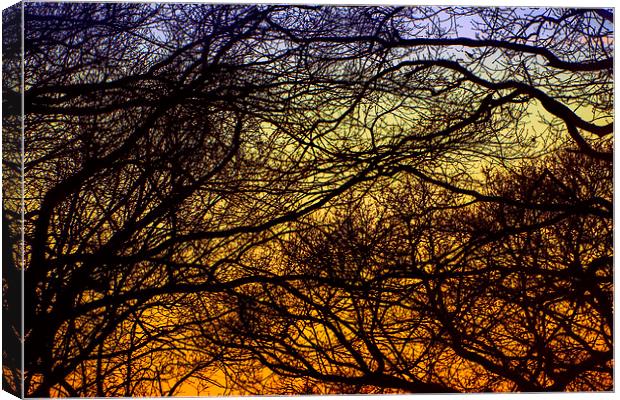 Tree braches against sunset Canvas Print by Susan Sanger