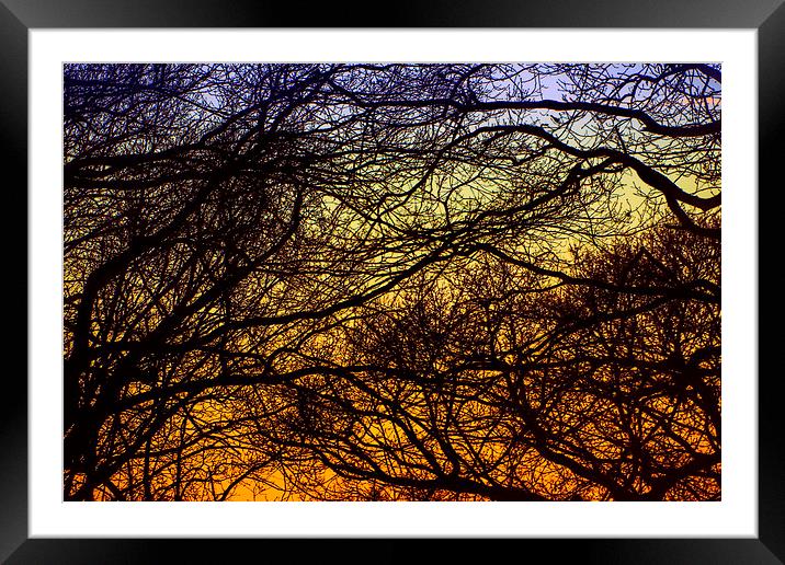 Tree braches against sunset Framed Mounted Print by Susan Sanger