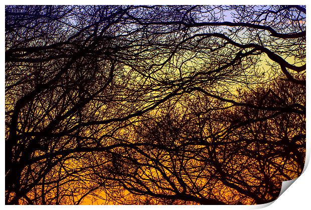 Tree braches against sunset Print by Susan Sanger