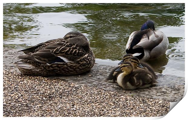 Proud Mum & Dad Print by Kevin West