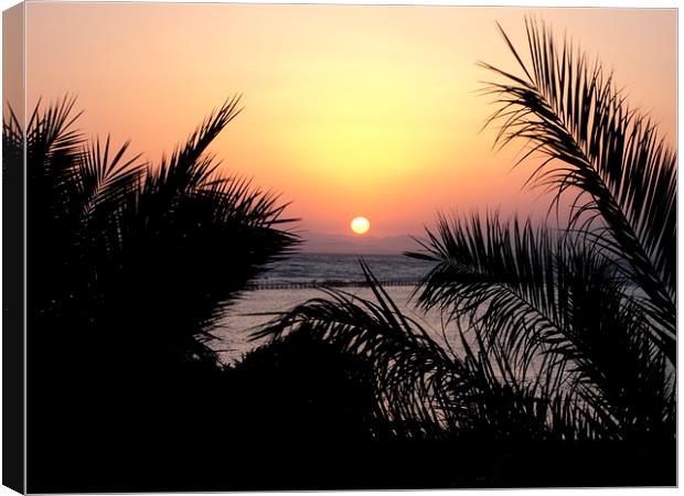 sunrise and palms Canvas Print by caroline hearns