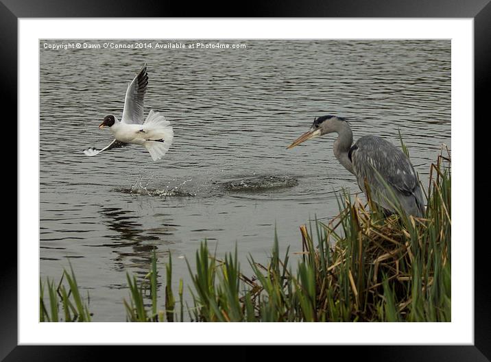 Heron and Gull Framed Mounted Print by Dawn O'Connor