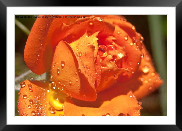 Watered Rose Framed Mounted Print by Steve Allen