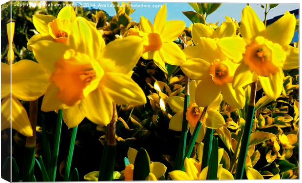 Spring Daffodils Canvas Print by Graham Beerling