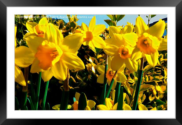Spring Daffodils Framed Mounted Print by Graham Beerling
