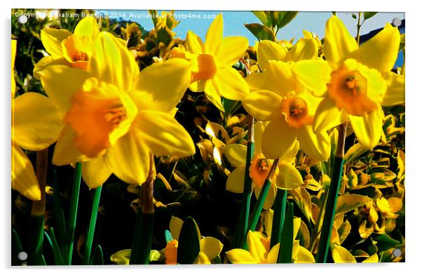 Spring Daffodils Acrylic by Graham Beerling