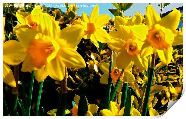 Spring Daffodils Print by Graham Beerling
