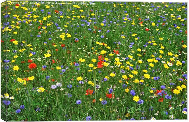 Wild Flowers Canvas Print by Diana Mower