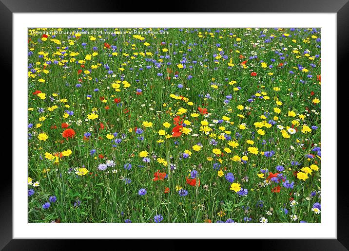 Wild Flowers Framed Mounted Print by Diana Mower
