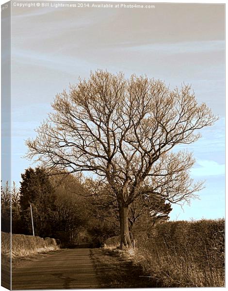 The Tree Down the Lane Canvas Print by Bill Lighterness