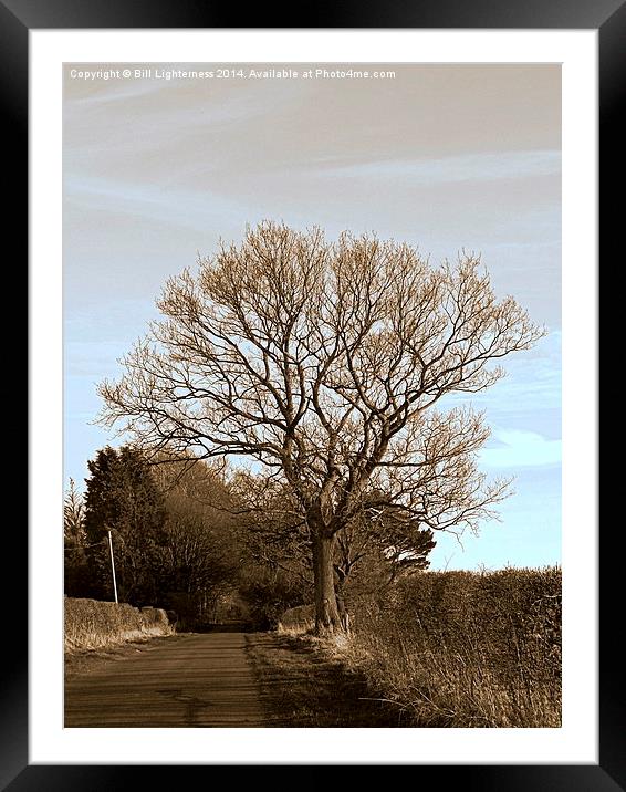 The Tree Down the Lane Framed Mounted Print by Bill Lighterness