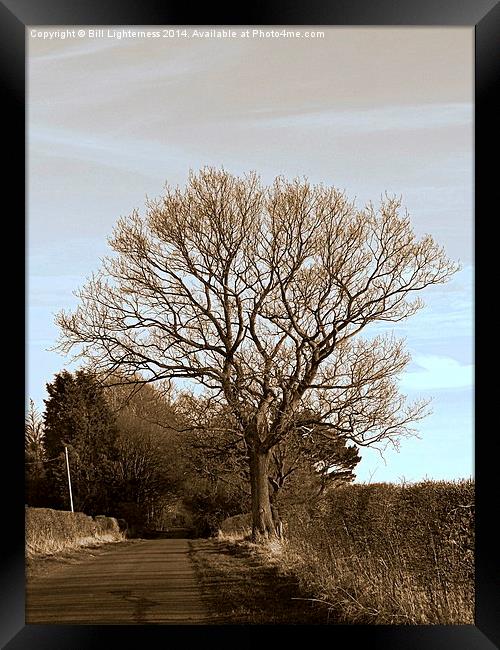 The Tree Down the Lane Framed Print by Bill Lighterness