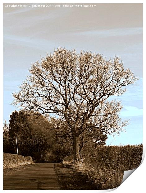 The Tree Down the Lane Print by Bill Lighterness