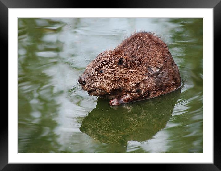 Beaver, in the swim Framed Mounted Print by Tracy Hughes