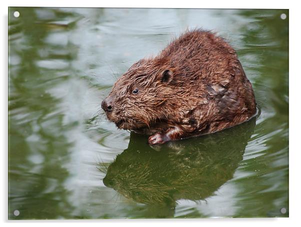 Beaver, in the swim Acrylic by Tracy Hughes