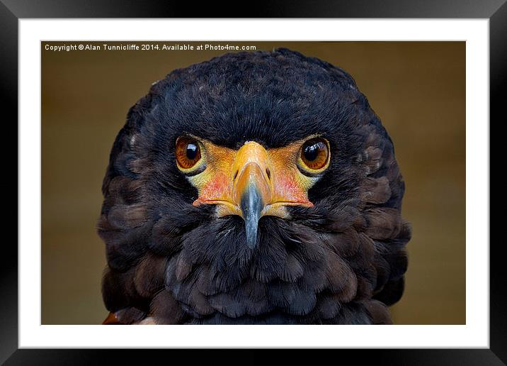 bateleur eagle Framed Mounted Print by Alan Tunnicliffe