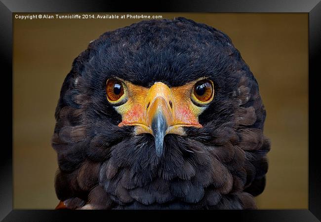 bateleur eagle Framed Print by Alan Tunnicliffe