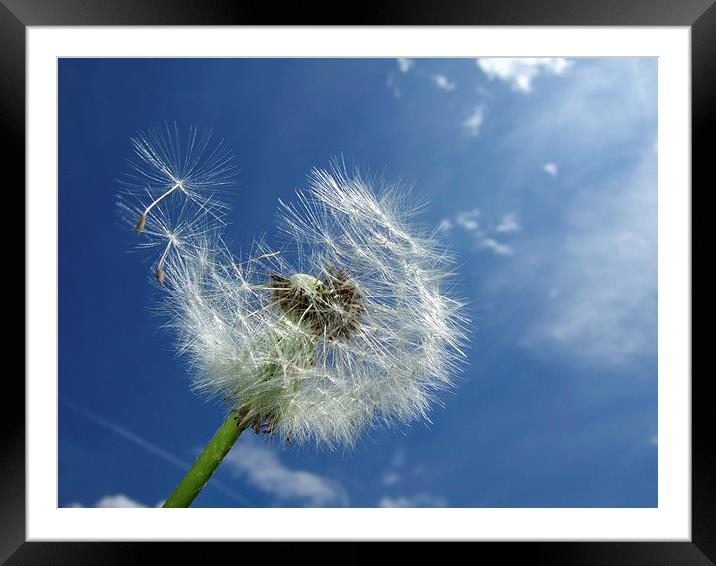 Dandelion and blue sky Framed Mounted Print by Matthias Hauser