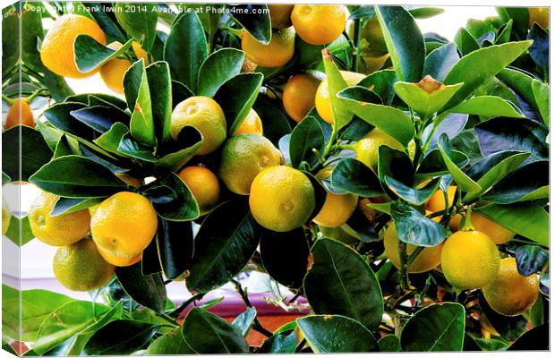 A Dwarf Orange or Calamondin Bush Canvas Print by Frank Irwin