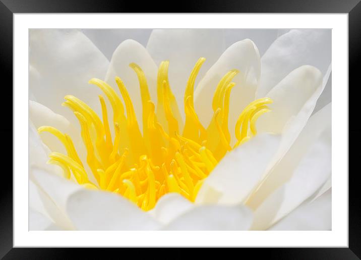 White and yellow Waterlily Framed Mounted Print by Matthias Hauser