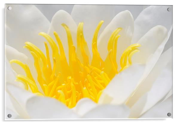 White and yellow Waterlily Acrylic by Matthias Hauser