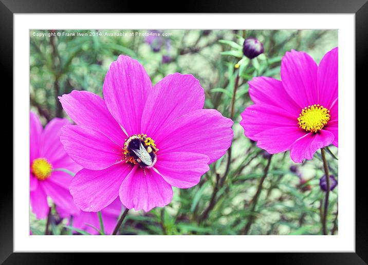 Beautiful, colourful flower heads Framed Mounted Print by Frank Irwin