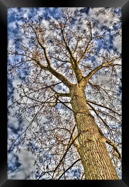 Peaceful Tree Framed Print by David Pyatt