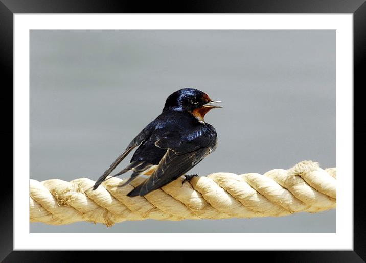 Barn Swallow Framed Mounted Print by Jacqueline Burrell