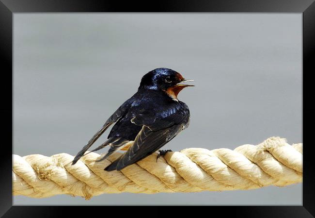 Barn Swallow Framed Print by Jacqueline Burrell