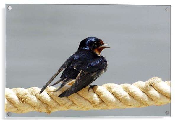 Barn Swallow Acrylic by Jacqueline Burrell