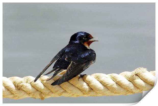 Barn Swallow Print by Jacqueline Burrell
