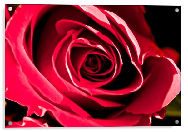 Pink English rose Acrylic by steve akerman