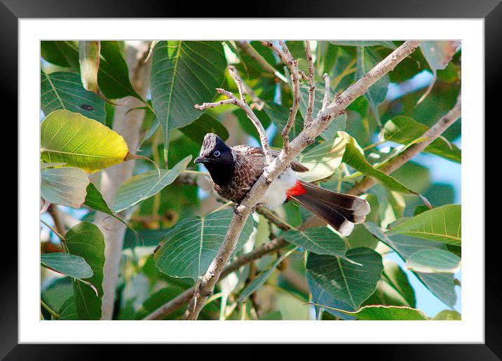 Red-vented Bulbul Framed Mounted Print by Jacqueline Burrell