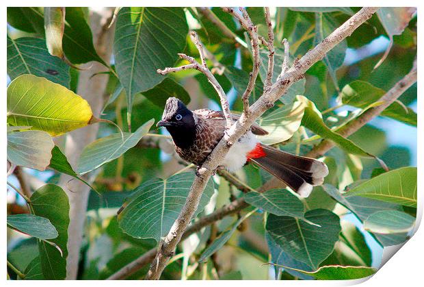 Red-vented Bulbul Print by Jacqueline Burrell