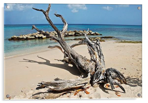 Drift wood Barbados Acrylic by steve akerman