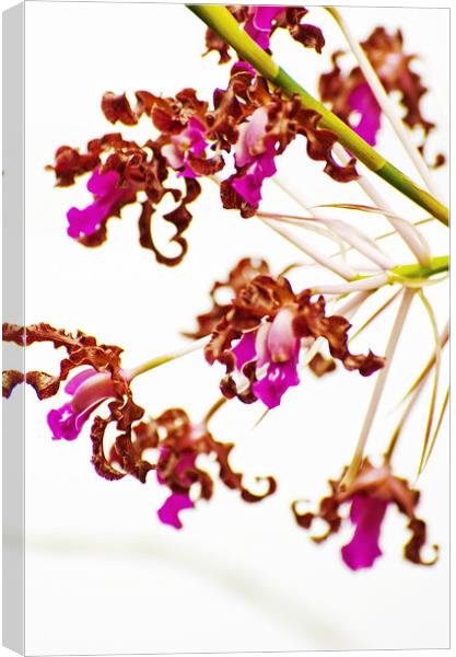 Bold Orchid Canvas Print by Jean Booth