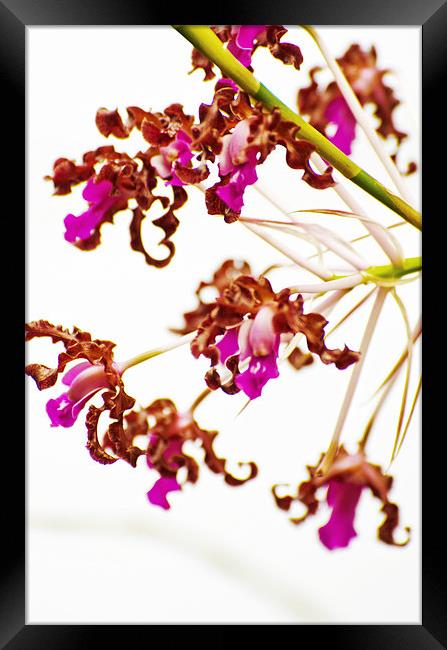 Bold Orchid Framed Print by Jean Booth