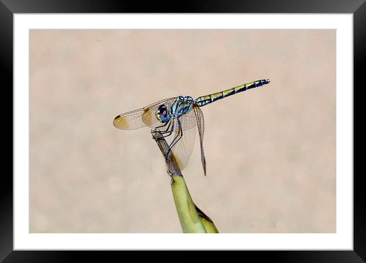 Trithemis arteriosa Red-veined Dropwing Framed Mounted Print by Jacqueline Burrell