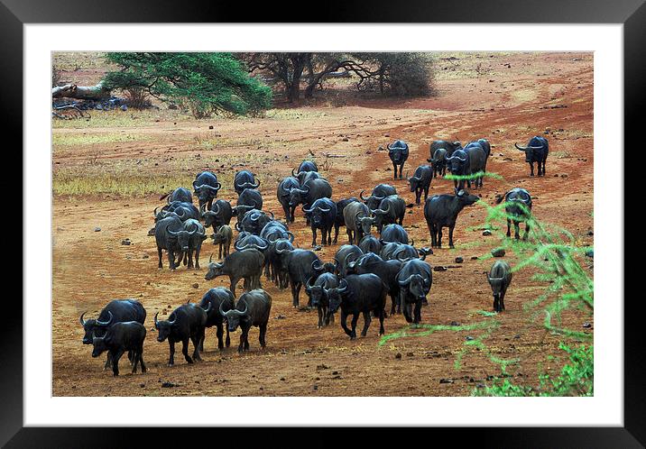 JST3026 Buffalo on the move Framed Mounted Print by Jim Tampin