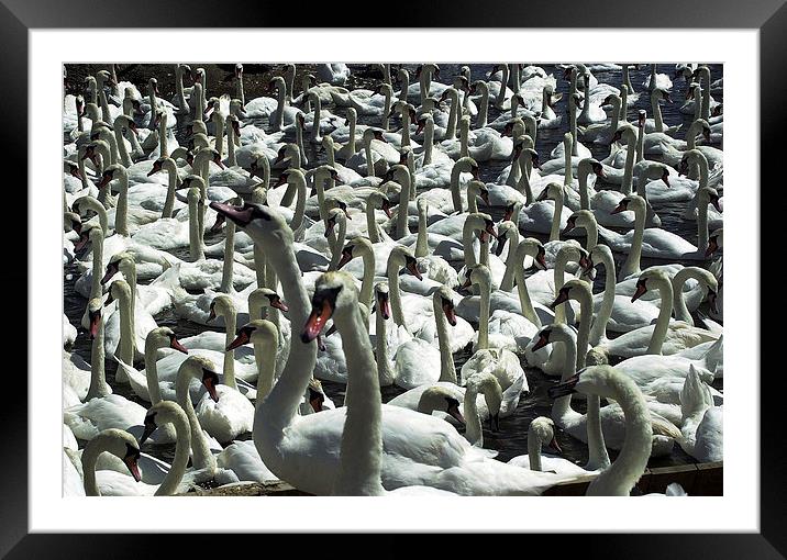JST2977 Mute Swans Framed Mounted Print by Jim Tampin