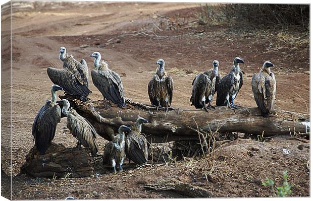 JST2995 White Backed Vultures Canvas Print by Jim Tampin