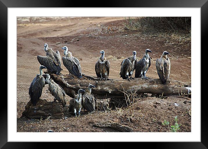 JST2995 White Backed Vultures Framed Mounted Print by Jim Tampin