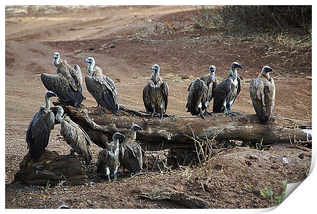JST2995 White Backed Vultures Print by Jim Tampin
