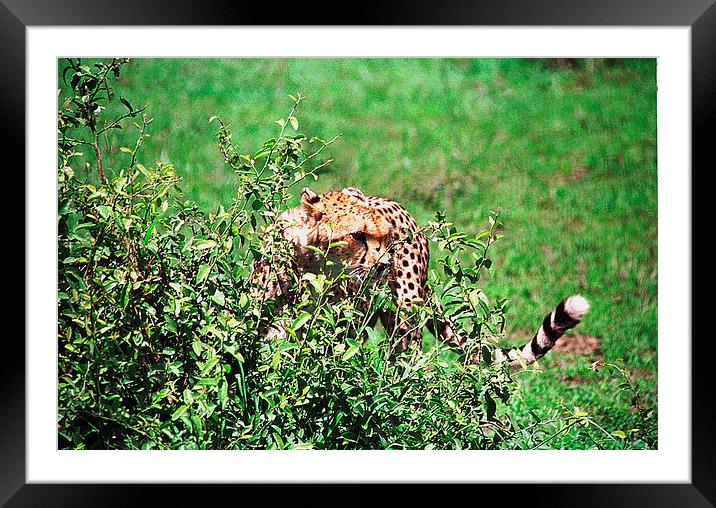JST3005 Cheetah Framed Mounted Print by Jim Tampin