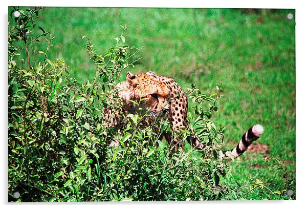 JST3005 Cheetah Acrylic by Jim Tampin