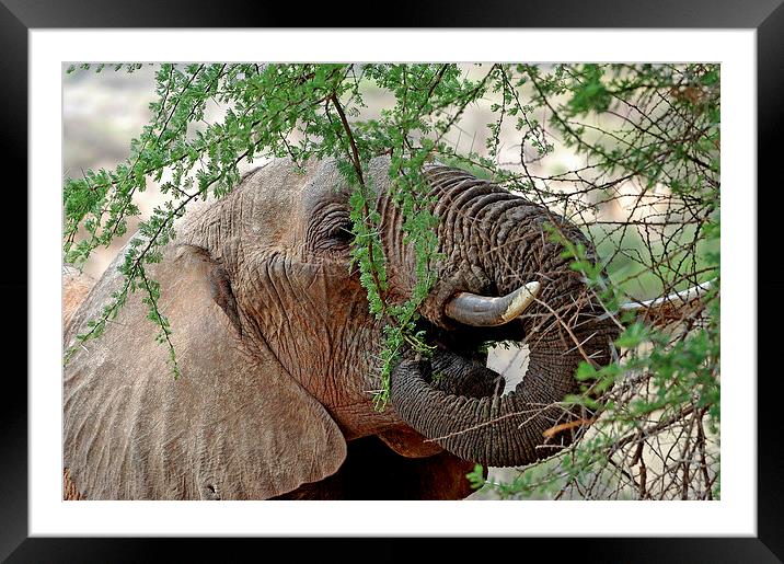 JST3007 Elephant feeding Framed Mounted Print by Jim Tampin