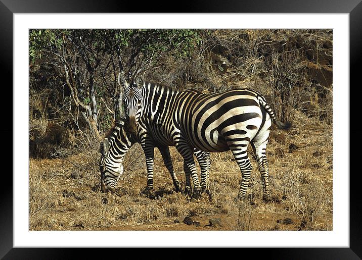 JST3019 Burchells Zebra Framed Mounted Print by Jim Tampin