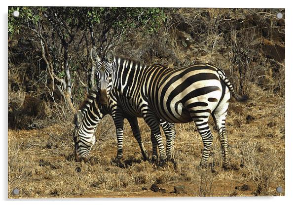 JST3019 Burchells Zebra Acrylic by Jim Tampin