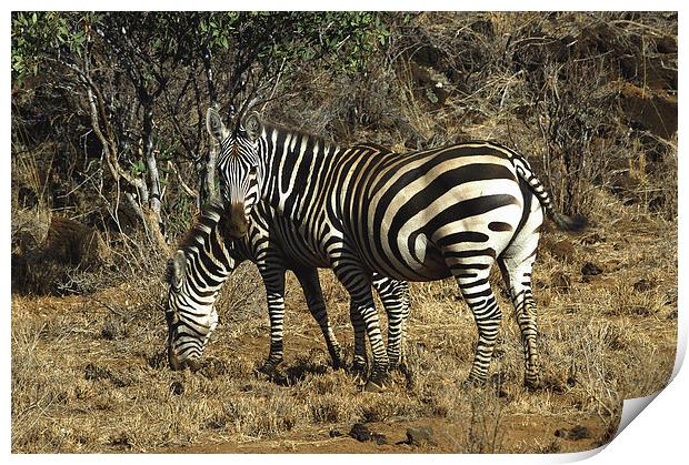 JST3019 Burchells Zebra Print by Jim Tampin