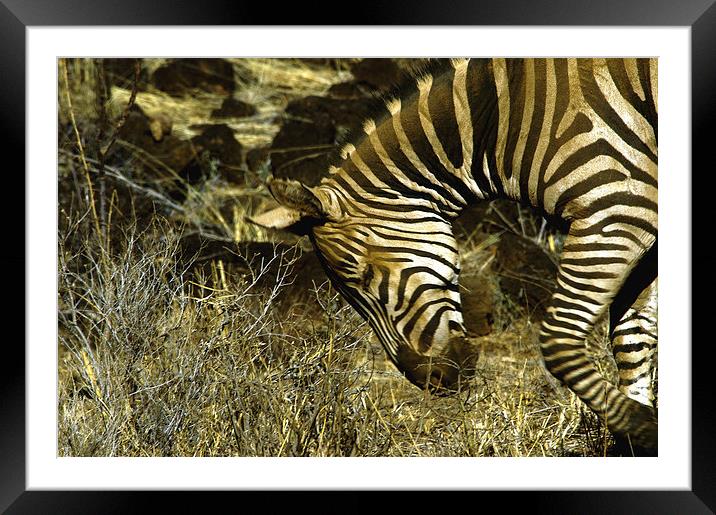 JST3020 Plains Zebra Framed Mounted Print by Jim Tampin